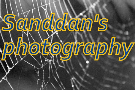 sanddansphotography logo